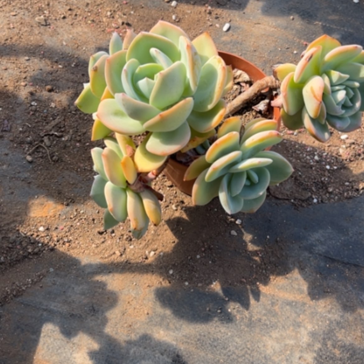 【闪购商品】无花朵※****ζ