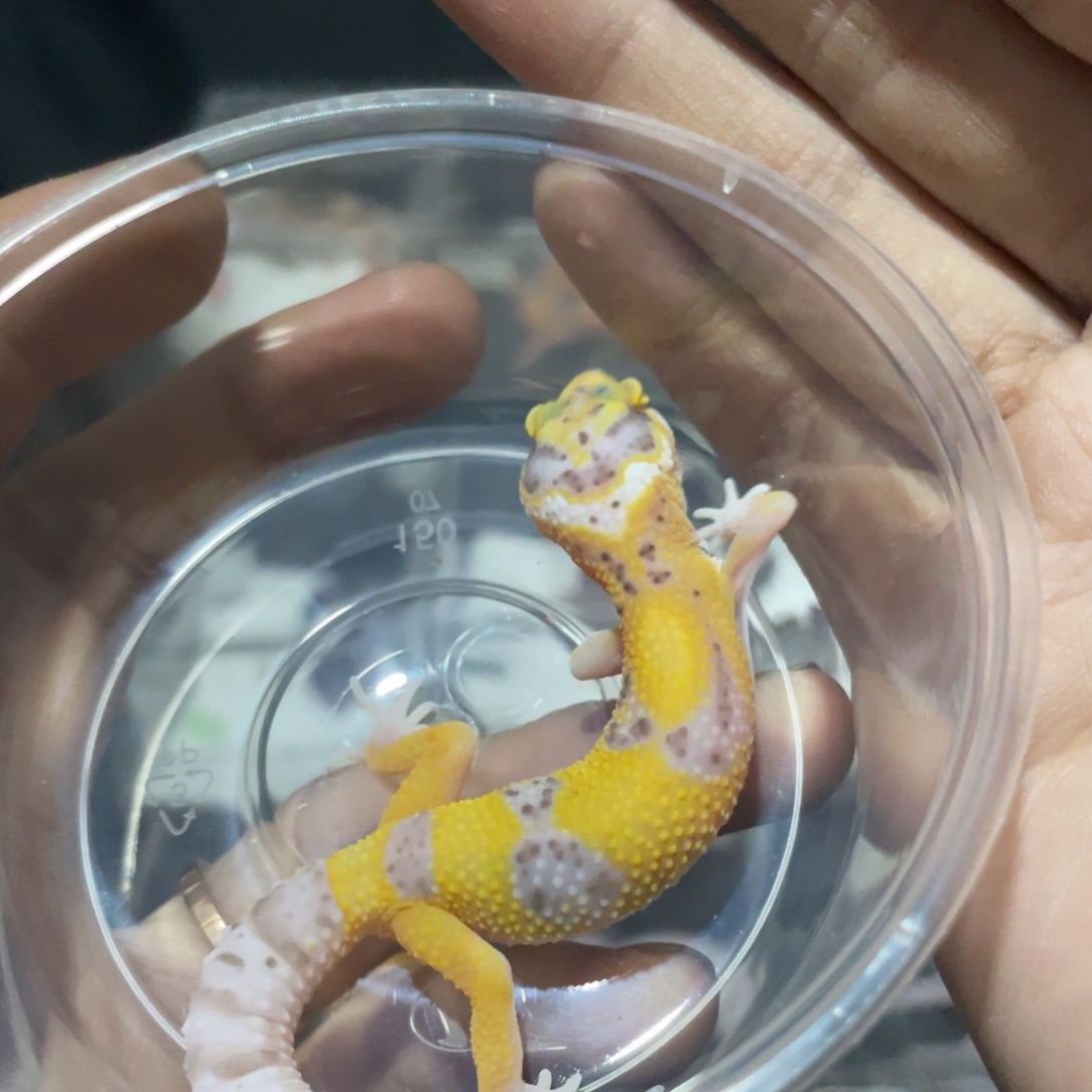 豹纹守宫雷达。。。。