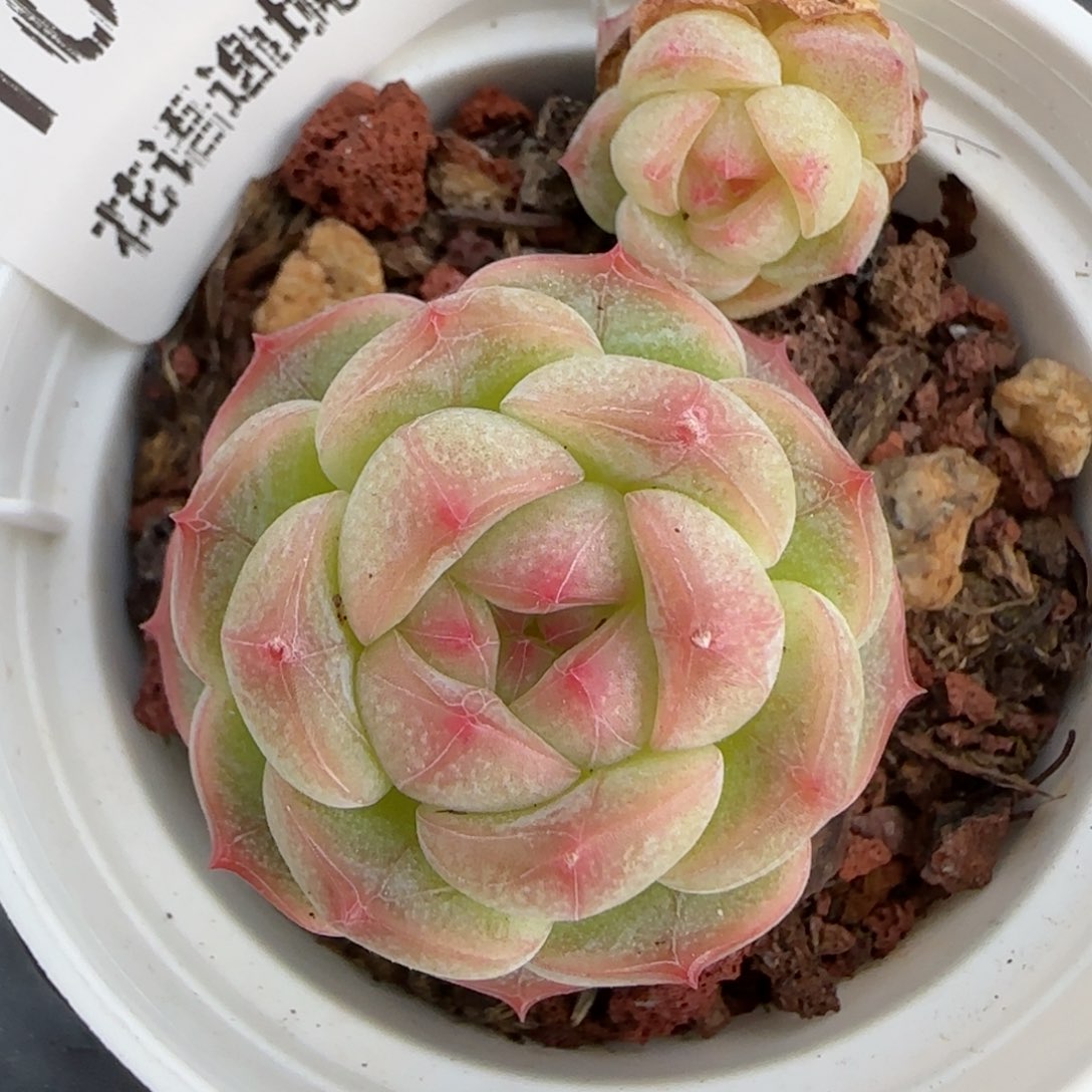 花语逸镜0205-103