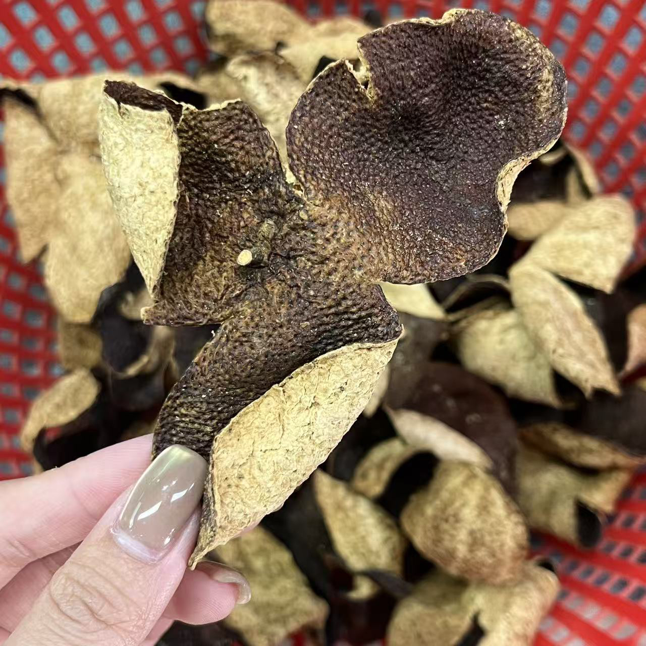 2018年东甲圈枝顶红皮