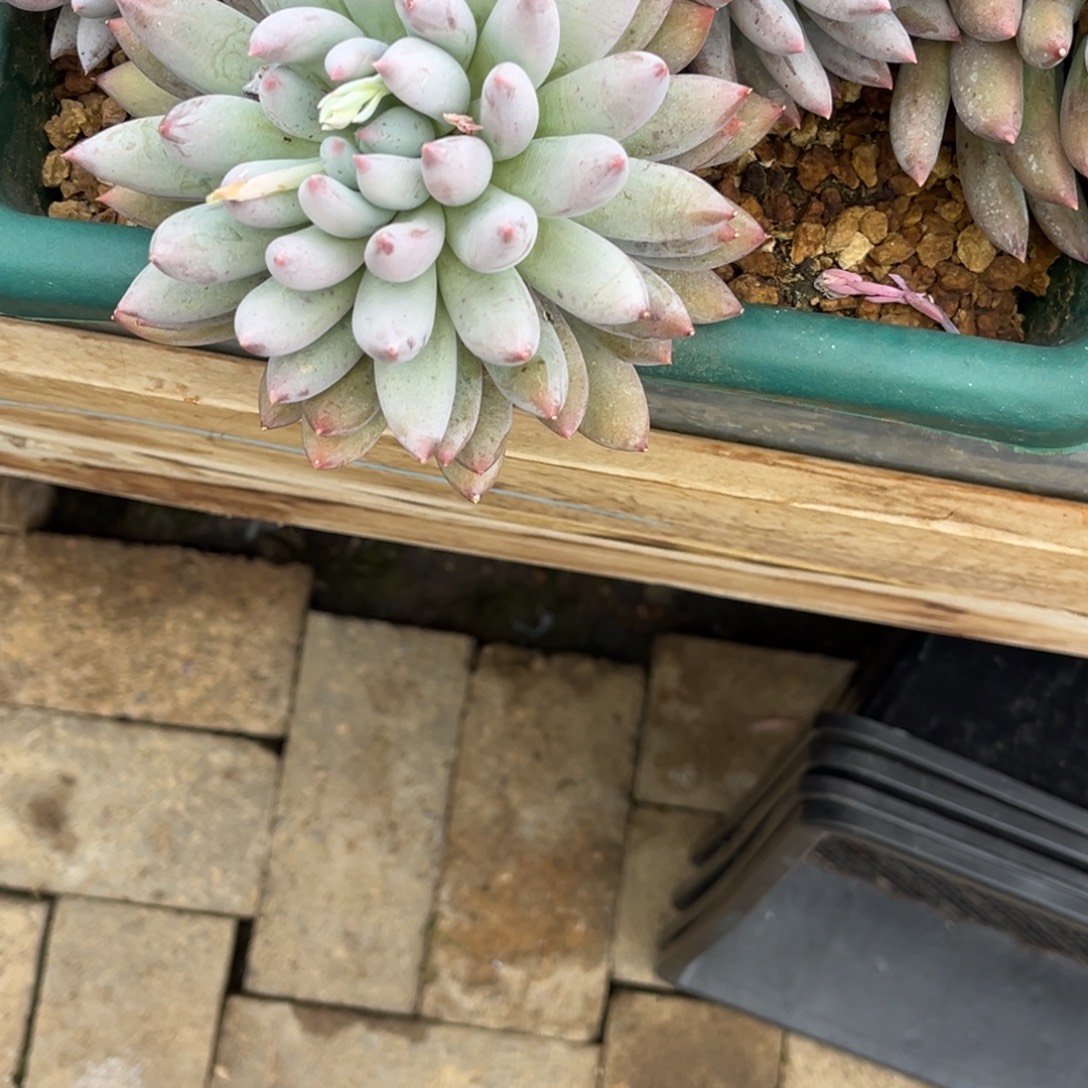 樊***樊小姐姐的多肉植物充值