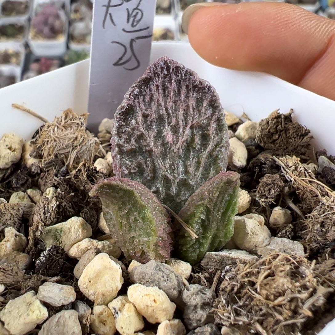 大鱼海棠多肉植物水泡