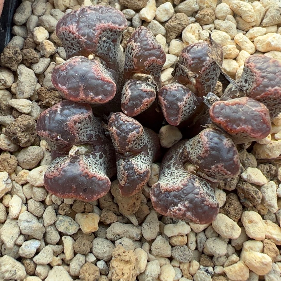 13-04肉锥多肉植物，