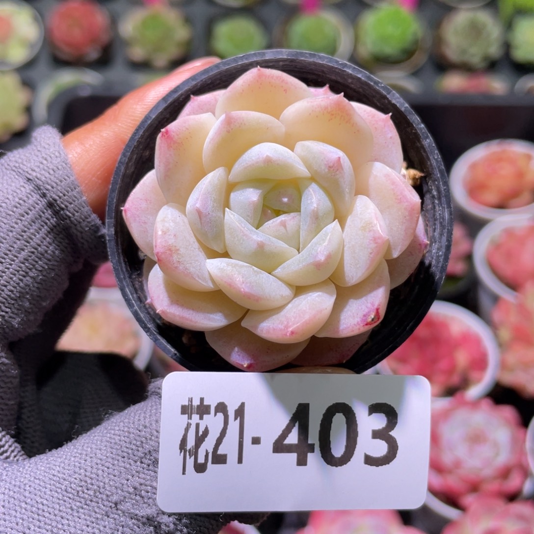 花利美21-403糖心新品