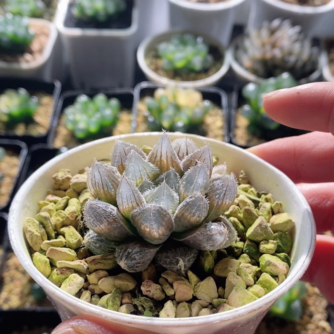 钻石x毛玉露多肉植物