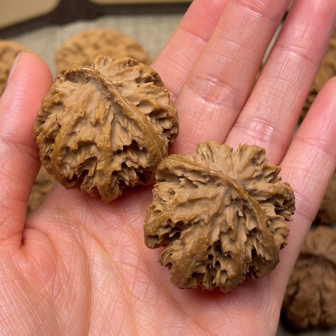 核桃秦岭野生核桃13号