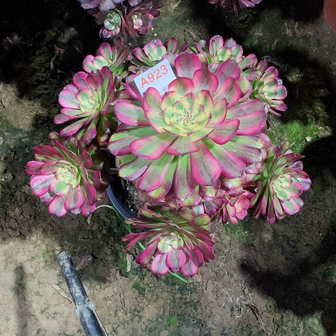 维娜斯923多肉法师植物