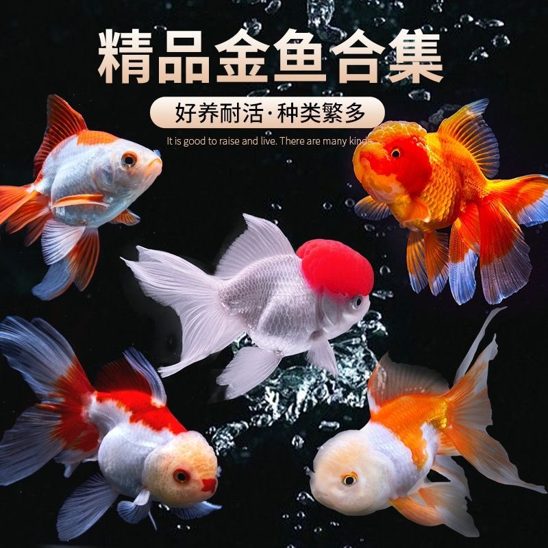 精品金鱼合集好养