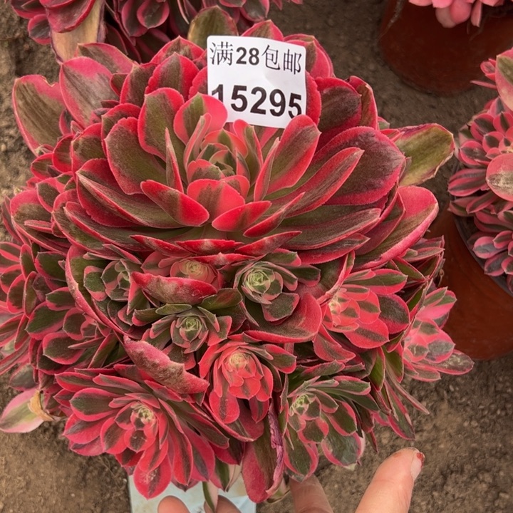 15295女郎多肉植物