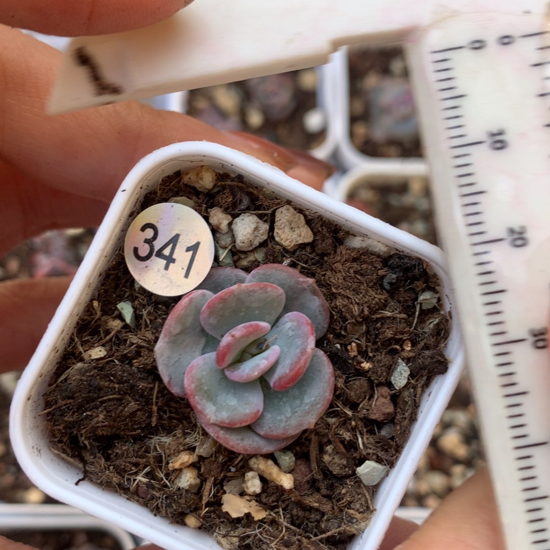 侧芽 341 小书肉奶酪多肉 