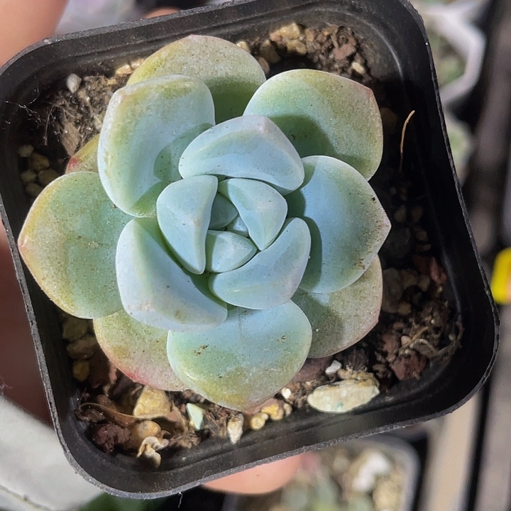 6.5方盆冰玉带盆土发