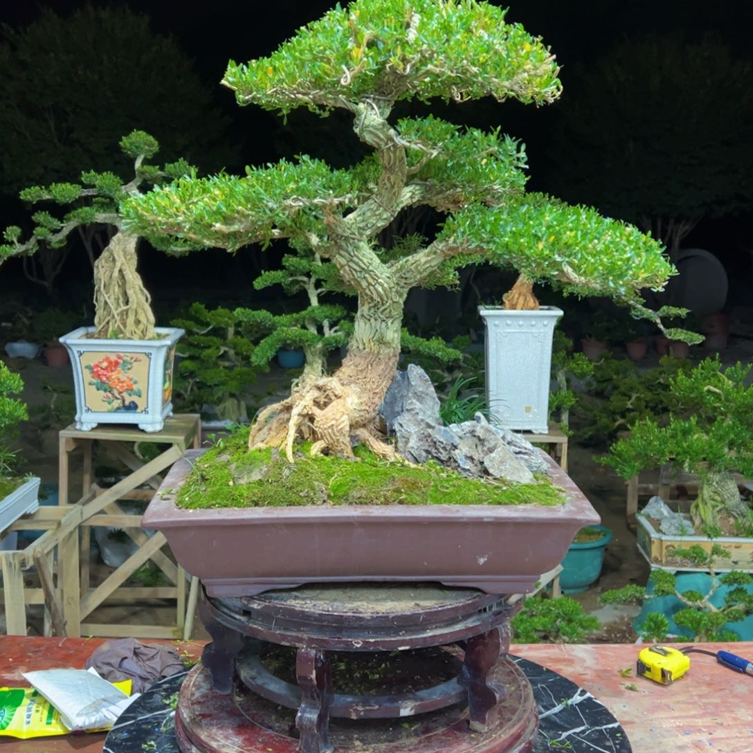 无花朵广东皱皮雀舌黄杨