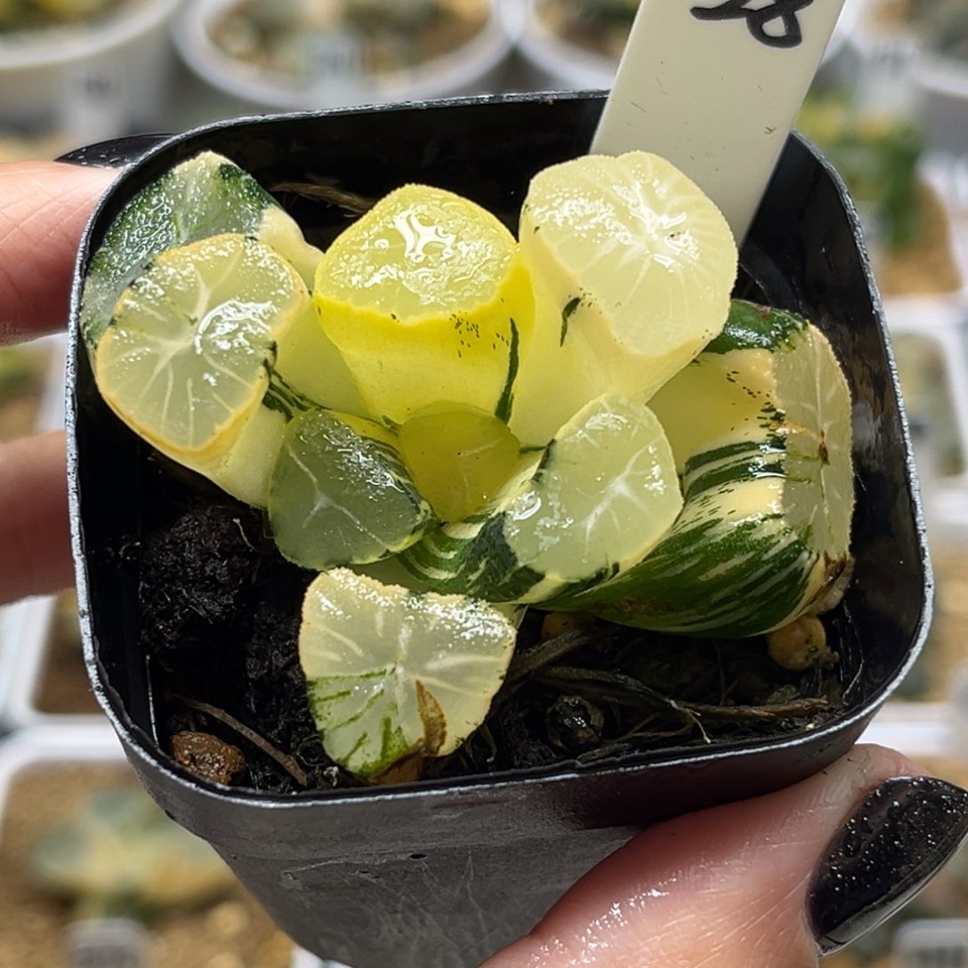 28大窗玉龙万象锦福利专场