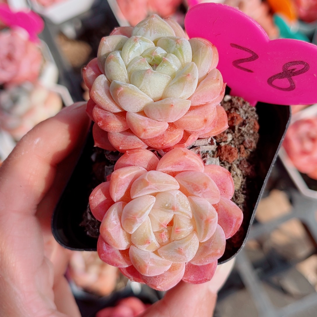 28号小老桩糖心双头