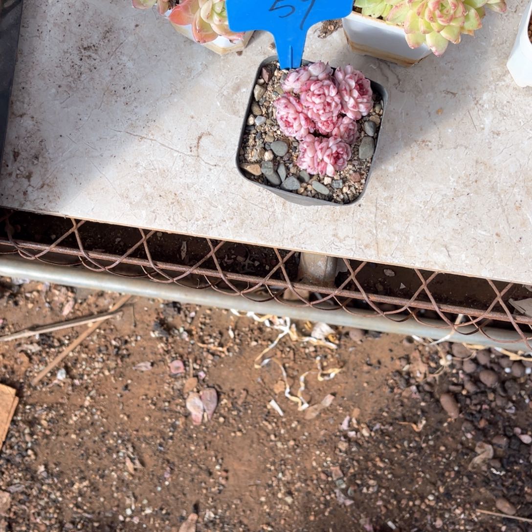 怡*：0059孔雀多肉植物