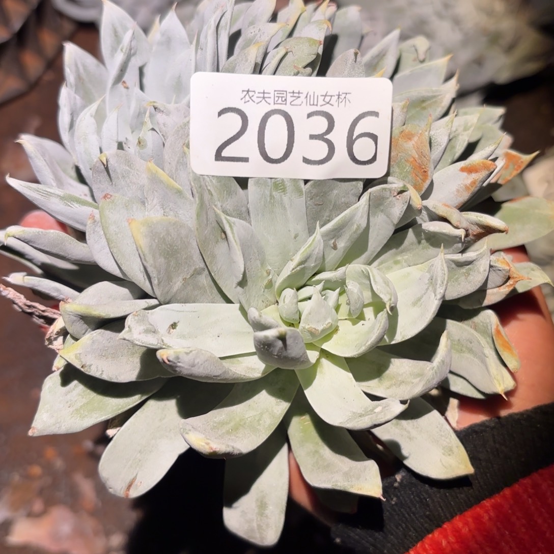 3代杂交仙女杯多肉福利处理