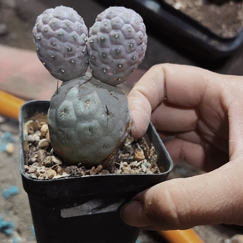 774自根瑕疵习志野仙人球