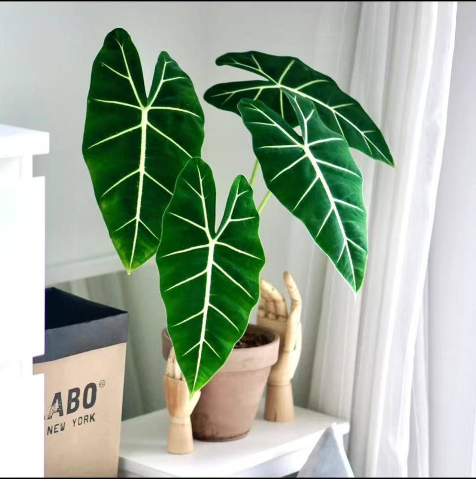 绿天鹅绒海芋盆栽网红绿植好养耐阴室内客厅办公室吸甲醛四季常青