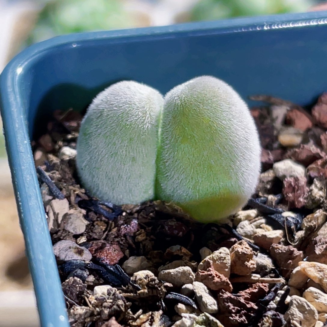 宝辉植物一物一拍