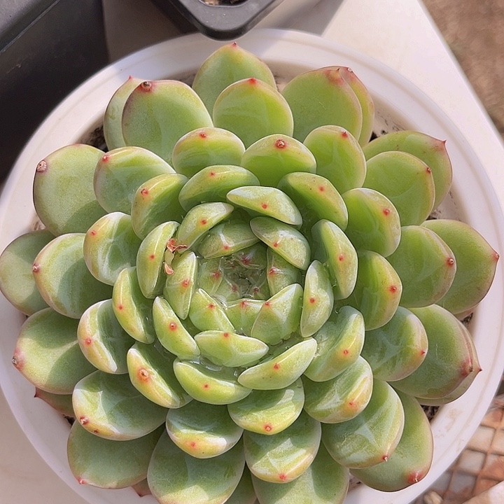 雪花珍妮0999多肉植物