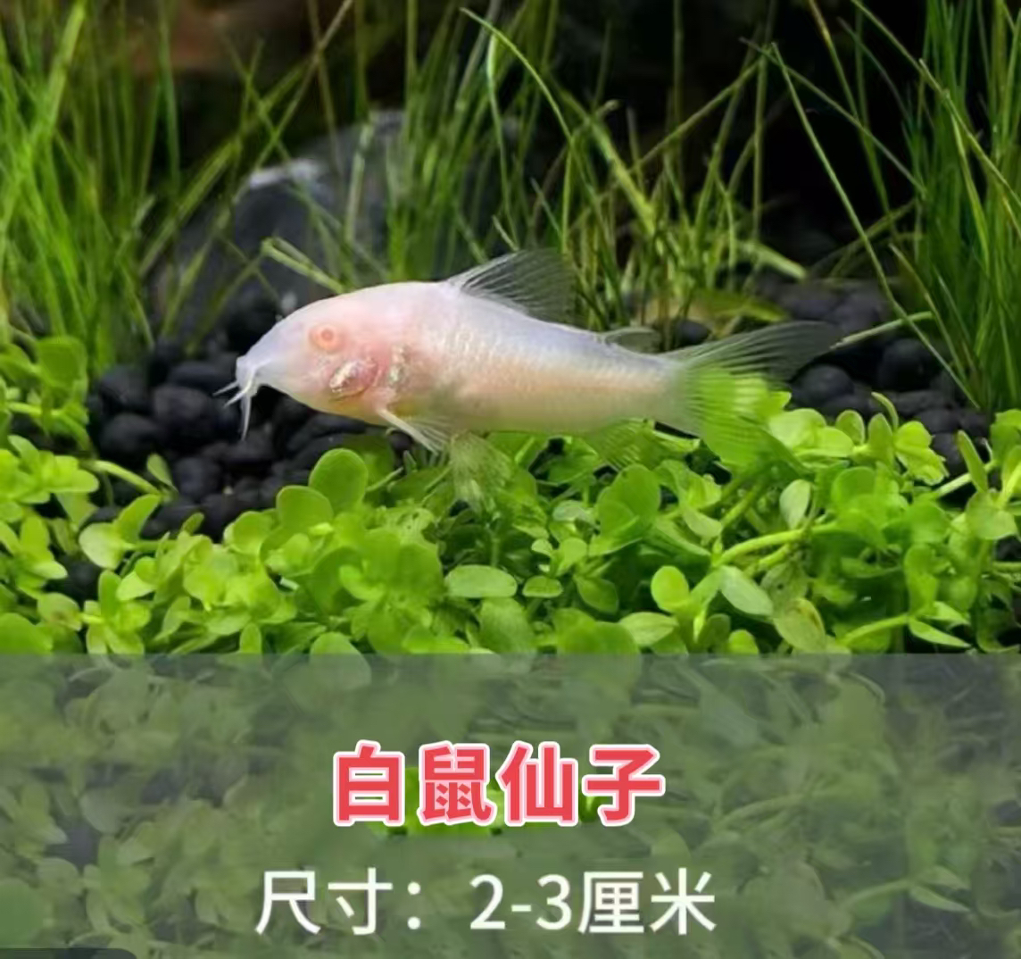 白鼠鱼热带观赏工具鱼可清洁鱼缸残渣