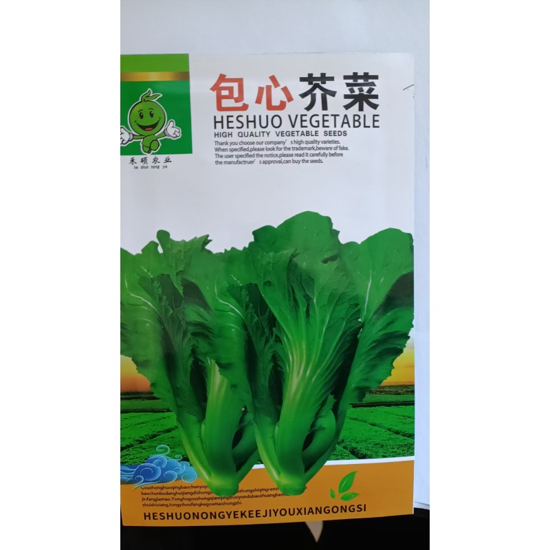 适合春夏季 种植的包心芥菜种子
