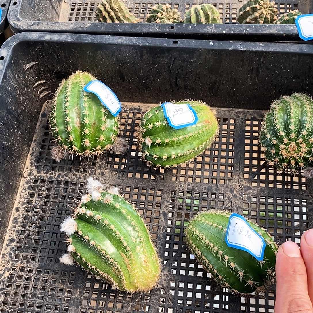 彩 61号 /侧芽歪20包邮/5公分 有干疤