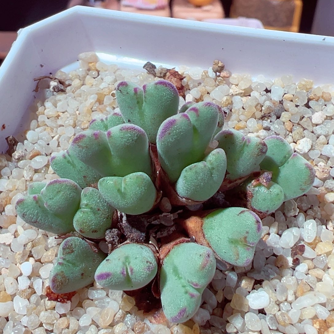 81-940多肉多肉沙文利亚