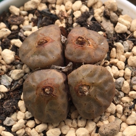 多肉肉锥 4头烧卖