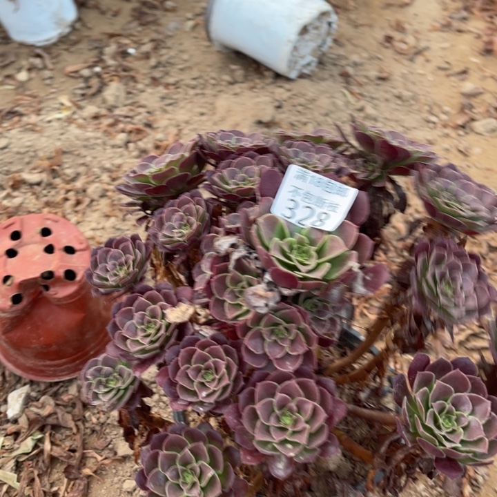 328荷兰玫瑰大手捧1法师