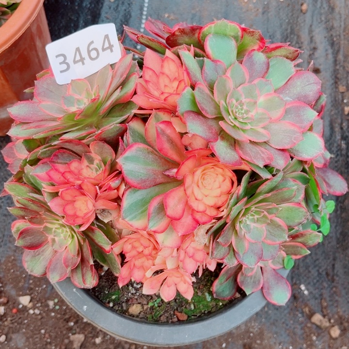 黑魔锦多肉发货发货