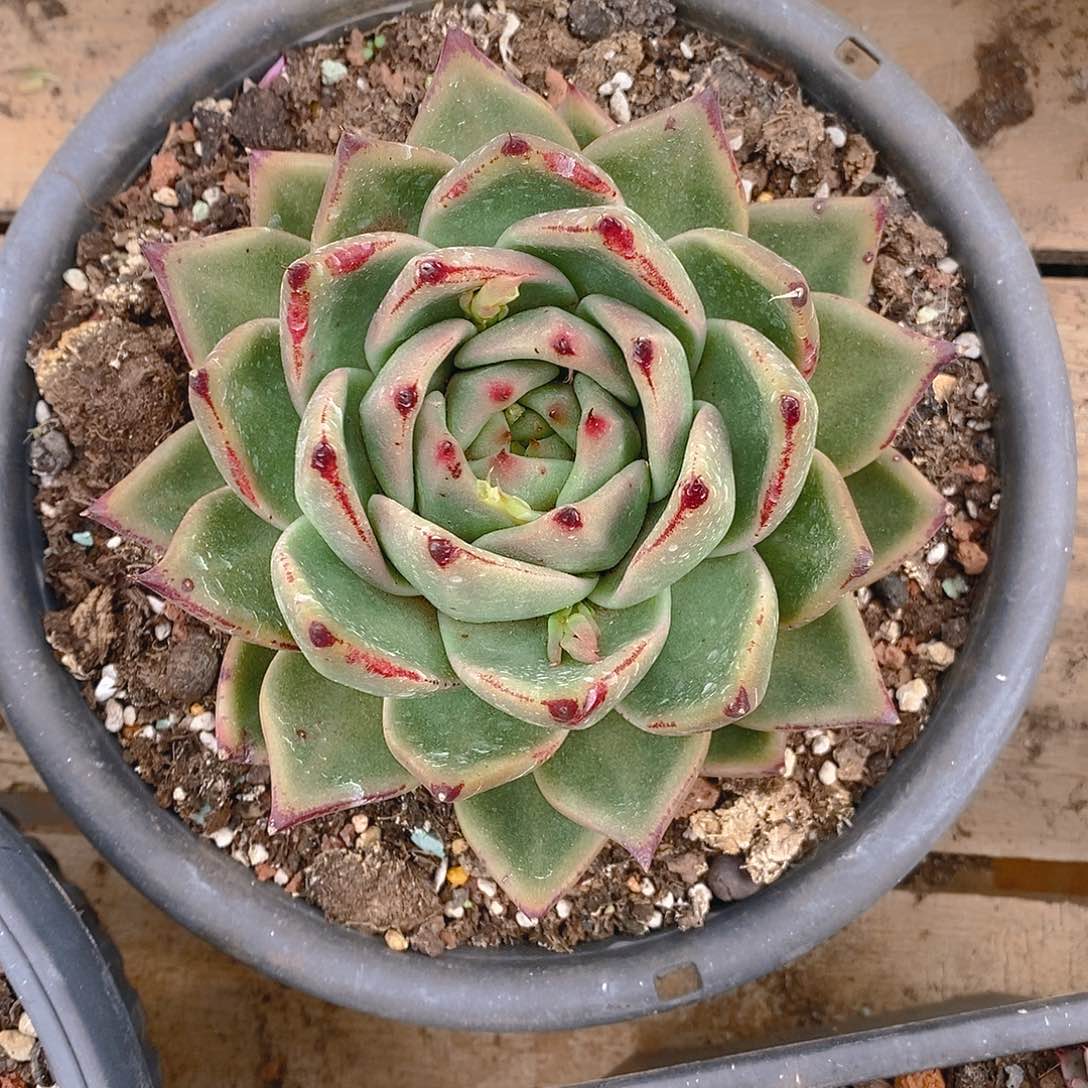 多肉植物原始包子