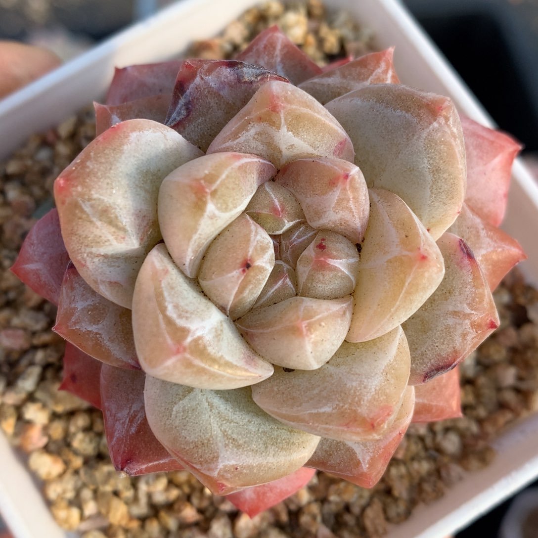 0205-01 粉钻优选