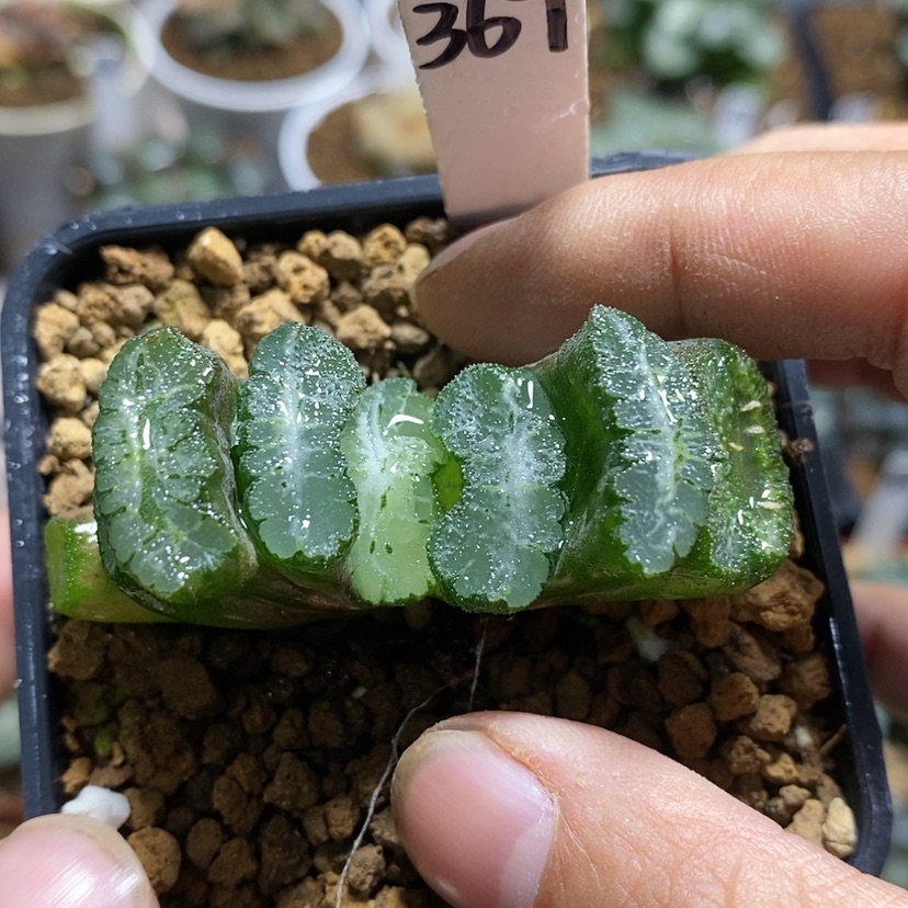 【闪购商品】369实生