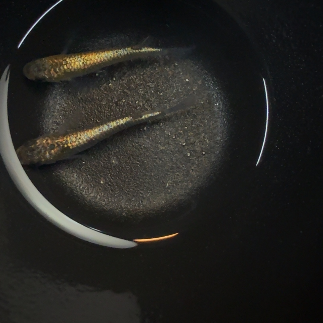 青鳉鱼023松井长鳍秘密武器