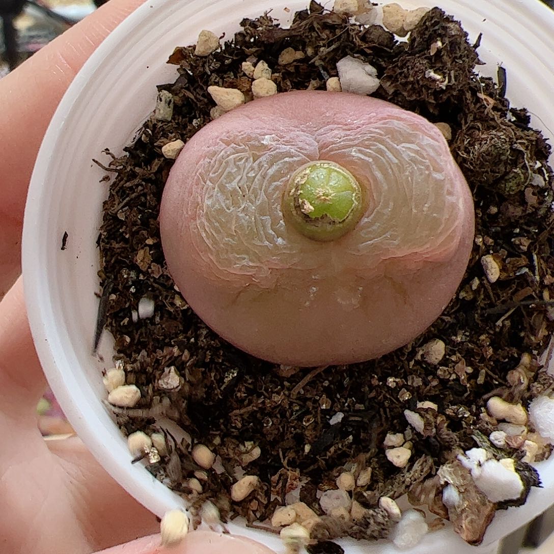 【闪购商品】339 福利