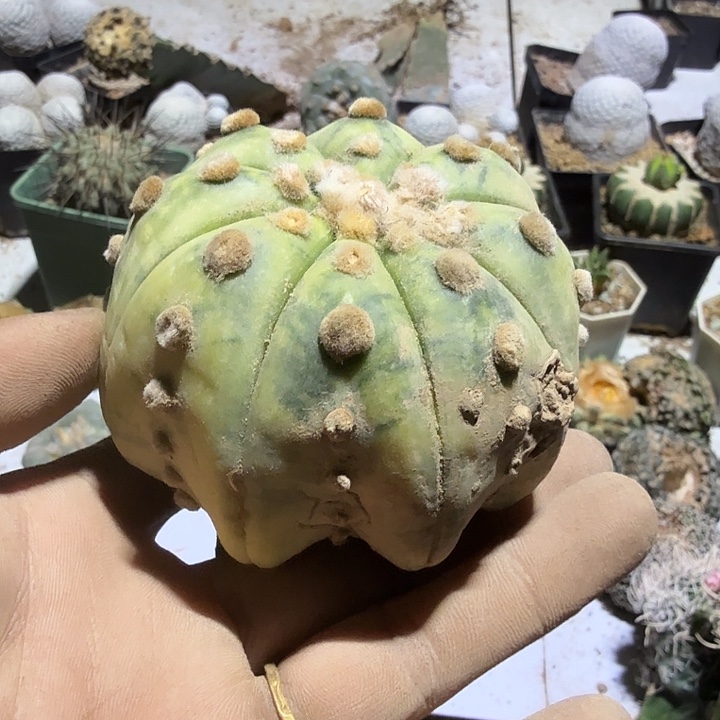兜锦海星仙人球嫁接