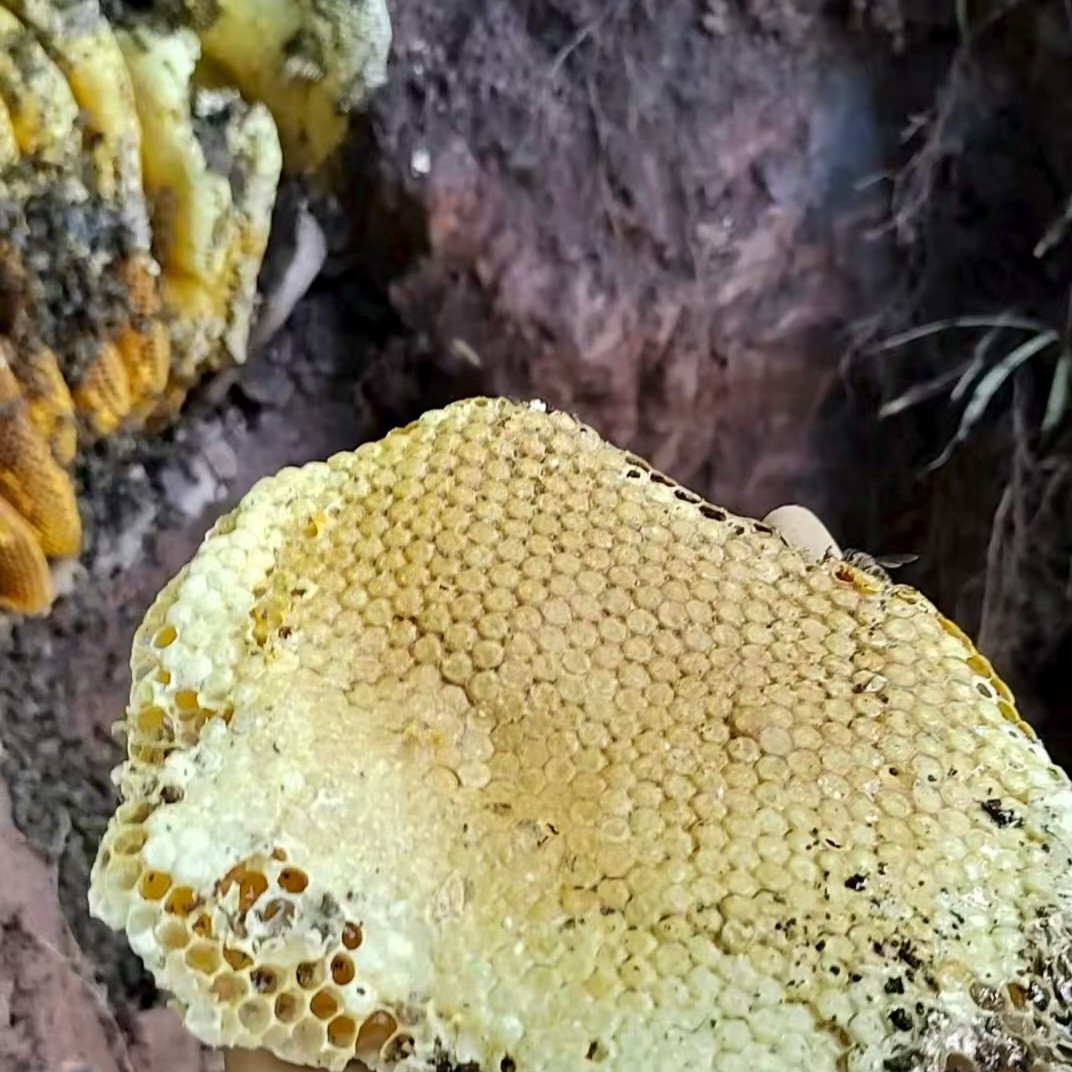 深山蜜源一年取一次的木桶土蜂蜜