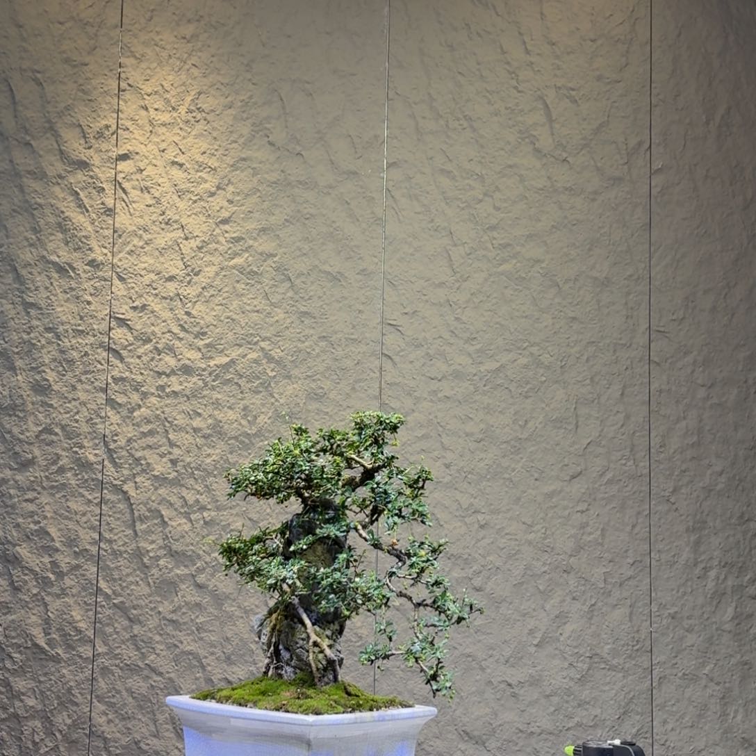 卐***卍无花朵福建茶一物一拍