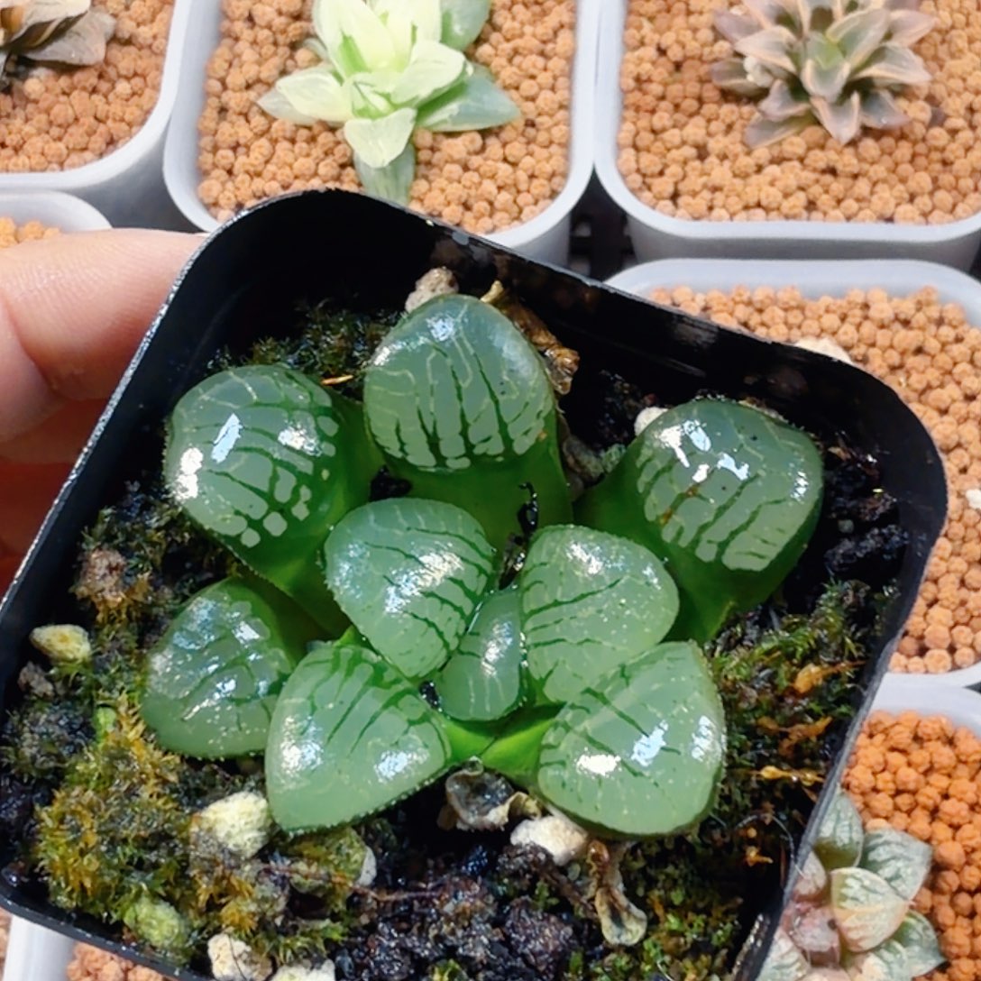 亿***然无花朵十二卷纯魔界
