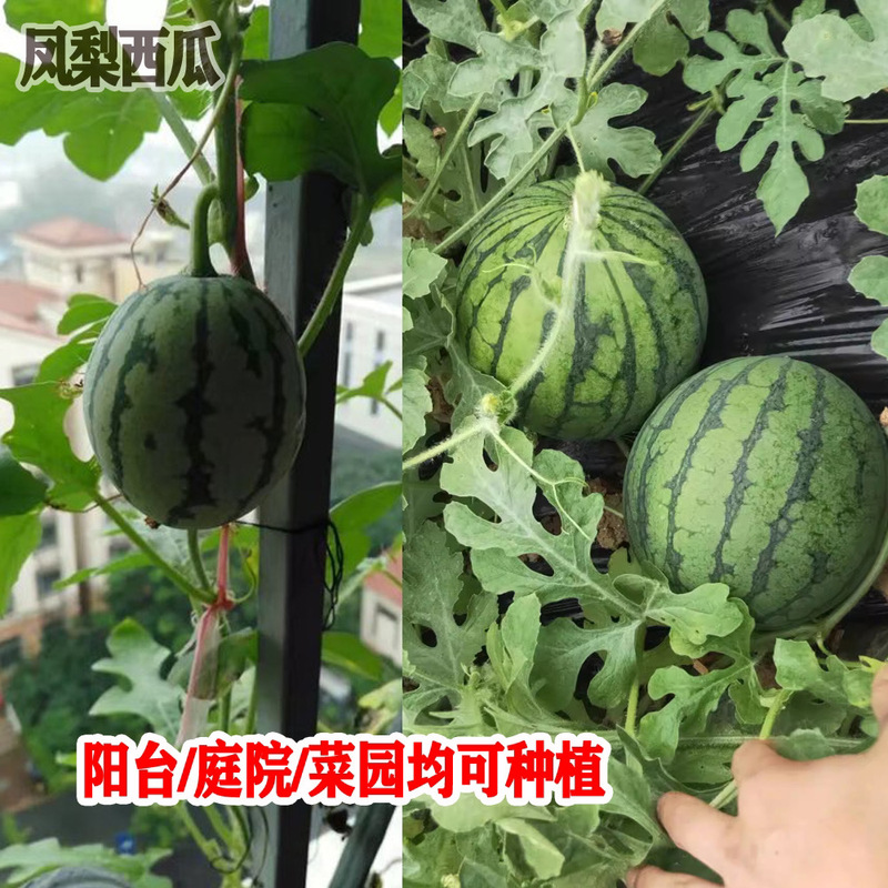 凤梨西瓜种子阳台家庭园艺黄瓤小西瓜种子