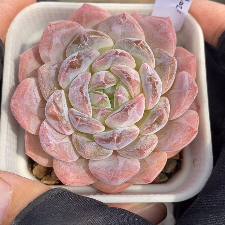 1204-644粉魄多肉