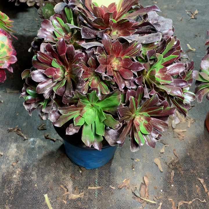 53欧若拉多肉111111