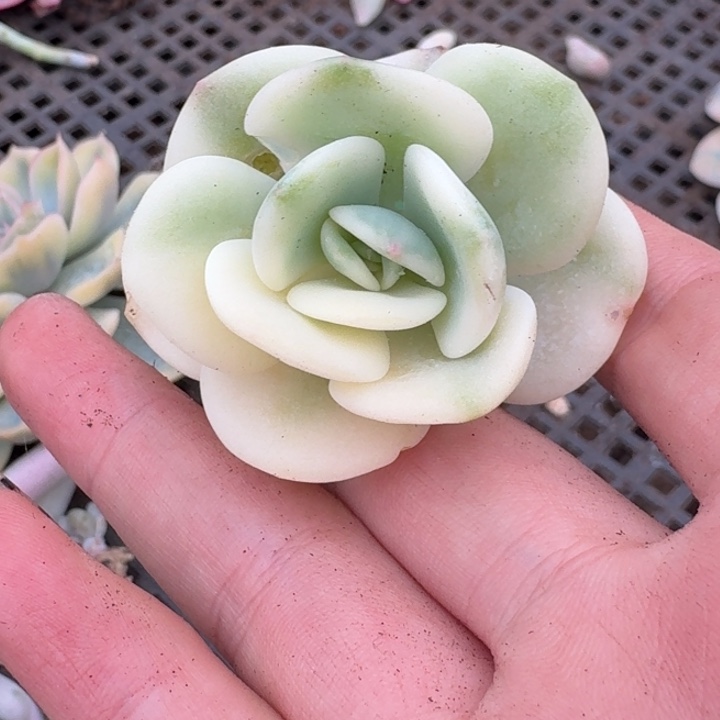 白月光锦一物一拍