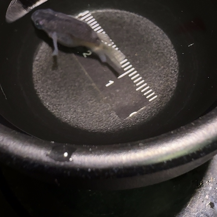 青鳉鱼一物一拍121