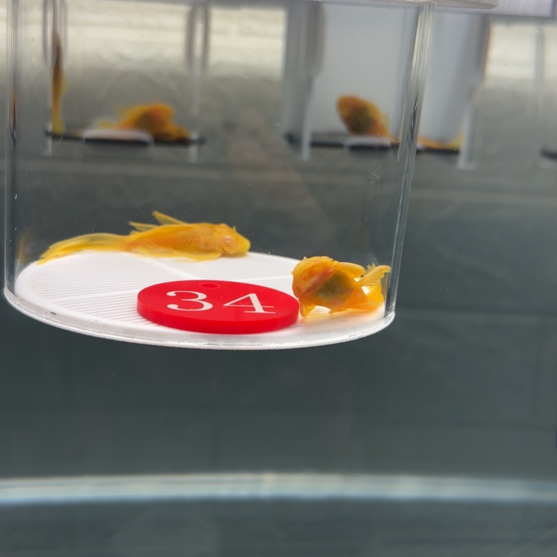 清道夫鱼34号牌2条6➕大帆一条微瑕