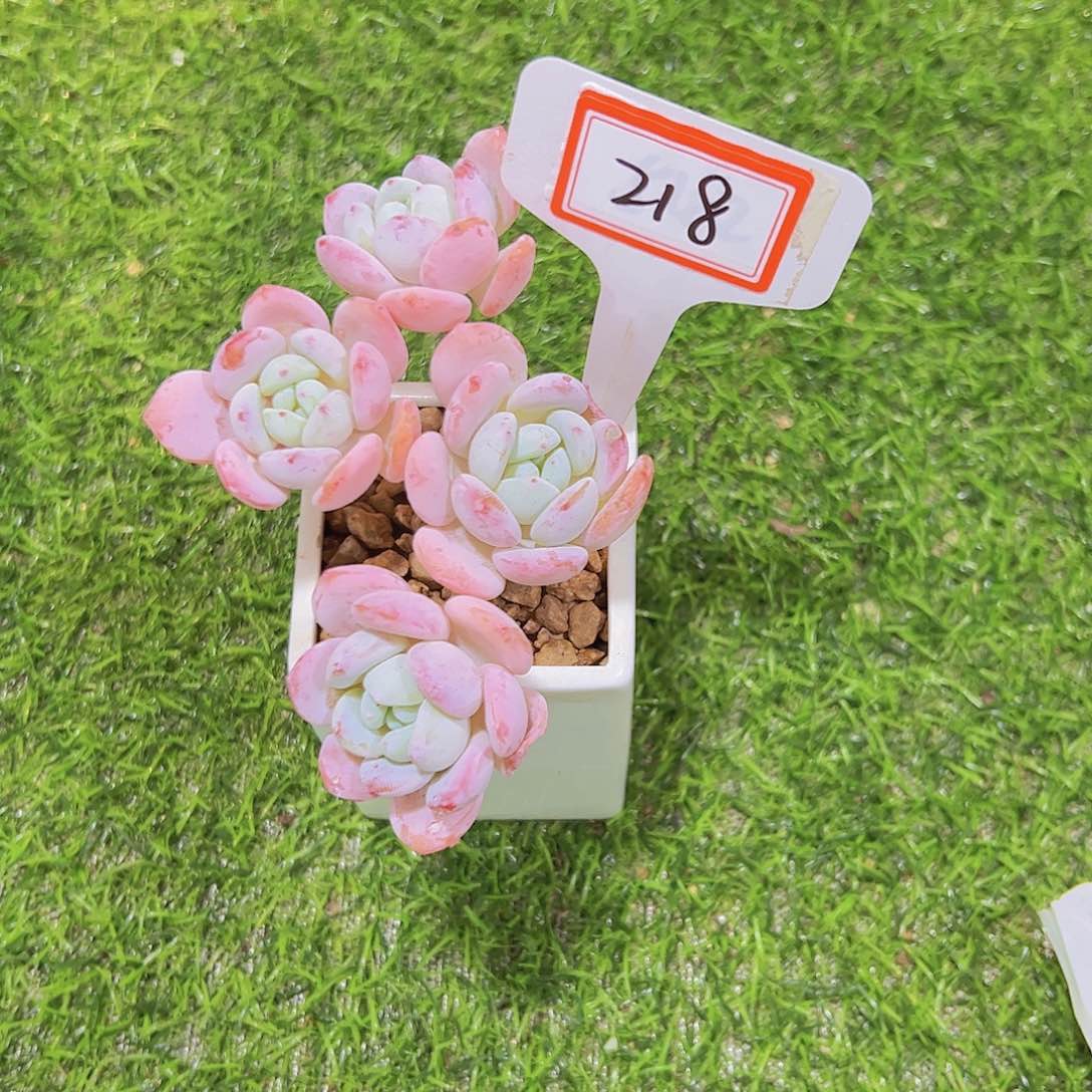 小**乖218冷香15.8元元元