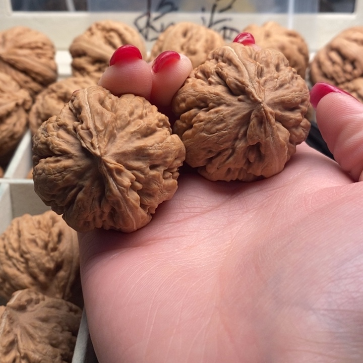 D***L霸王龙全品无修一刀没动