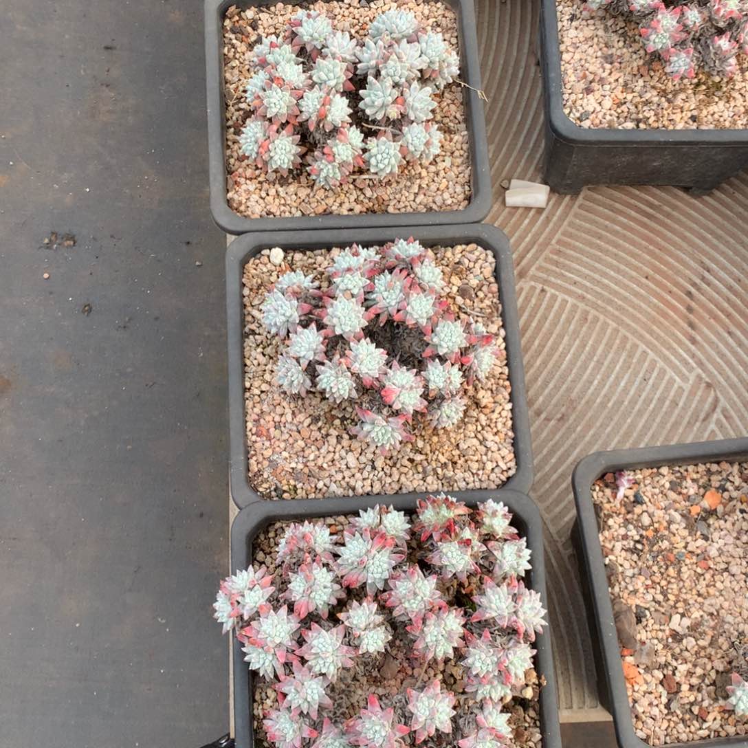 吃****A三颗韩菊福利出，2月8日发货多肉