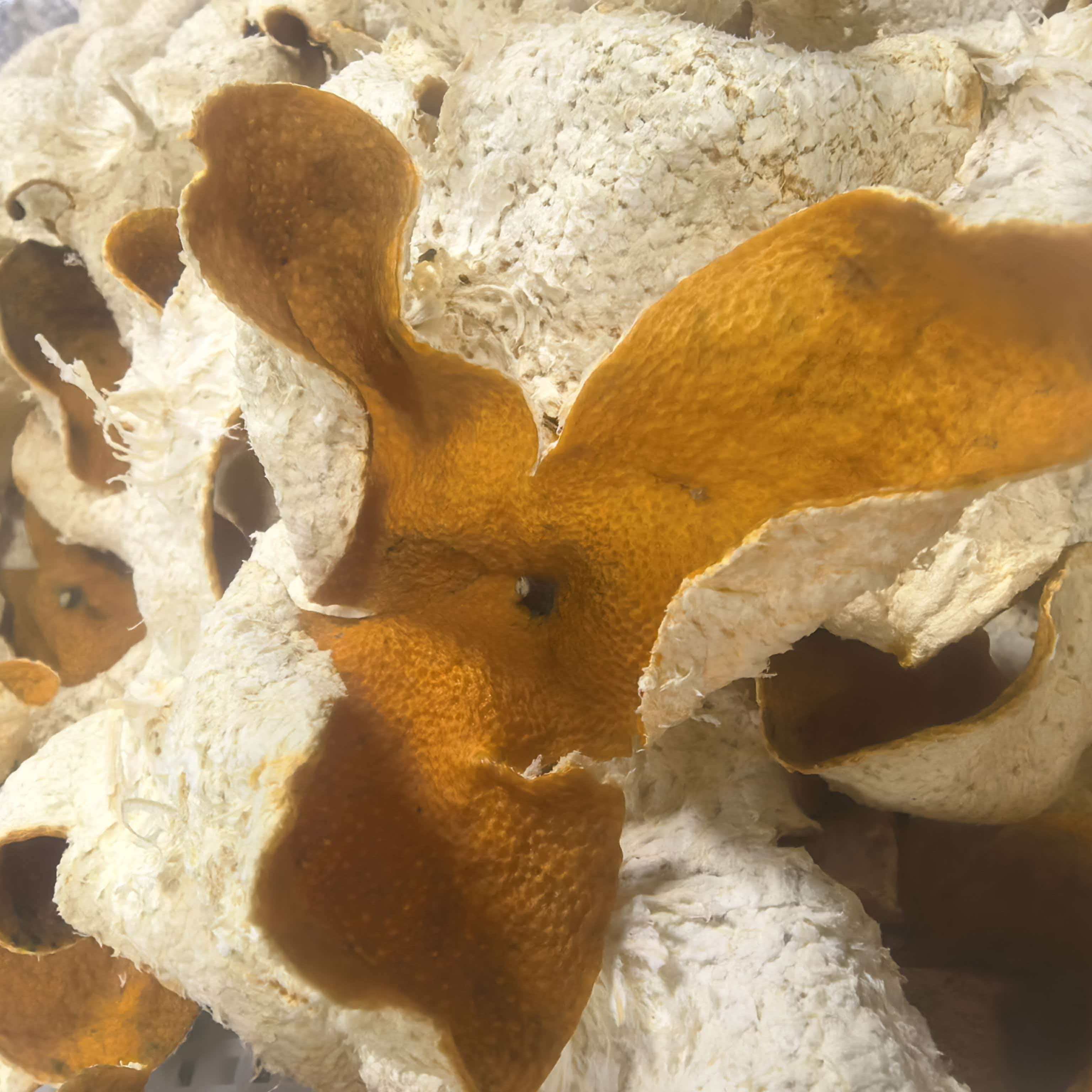 2025年茶坑大红皮